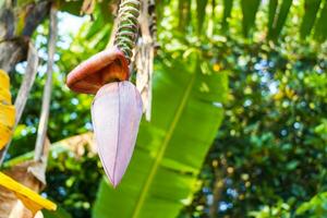 A bunch of raw bananas on the tree, banana blossom photo