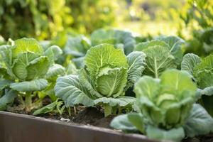 Fresh organic Brussels sprouts growing in the garden. Growing own fruits, vegetables. AI Generated photo