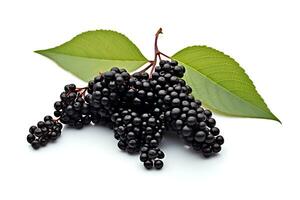 Elderberry isolated on white background AI Generated photo