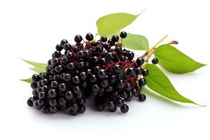 Elderberry isolated on white background AI Generated photo