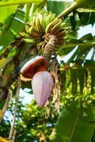 un manojo de crudo bananas en el árbol, plátano florecer foto