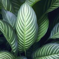 Green leaves pattern,leaf Dieffenbachia or Dumb Cane tree in garden,leaf exotic tropical. AI Generative photo