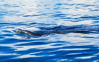 Huge whale shark swims on the water surface Cancun Mexico. photo