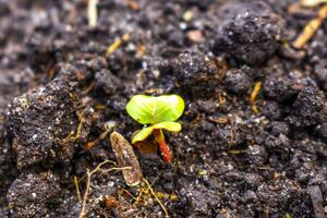 Garden with round beds soil young sprouts plants in Germany. photo