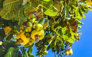 Cashew tree Anacardium occidentale with ripe fruits nuts in Mexico. photo