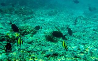 Snorkeling underwater views fish Corals turquoise water Rasdhoo island Maldives. photo