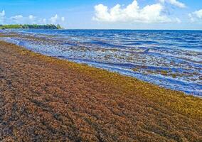 Beautiful Caribbean beach totally filthy dirty nasty seaweed problem Mexico. photo