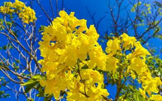 Beautiful tropical tree with yellow flowers blue sky in Mexico. photo