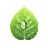 leaf lemon with drop of water isolated on white background ,Green leaves pattern. AI Generative photo