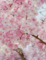 japanese cherry blossom art pattern illustration photo