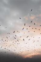 a flock of birds flying across a white sky photo