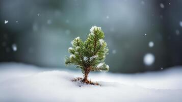 small christmas tree sitting in the snow photo