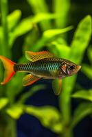 In the aquarium with plants and stones. The spinytail has a variety of color varieties including red, orange, yellow, blue and green. AI Generative photo