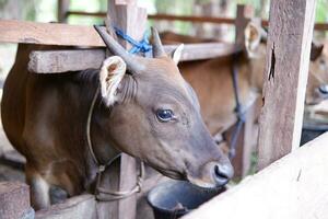 masculino bali vacas originario desde Indonesia en un bolígrafo foto