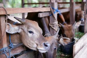 male Bali cattle originating from Indonesia in a pen photo