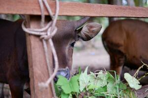 male Bali cattle originating from Indonesia in a pen photo