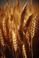 close up of a bunch of ripe wheat photo