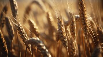 close up of a bunch of ripe wheat photo