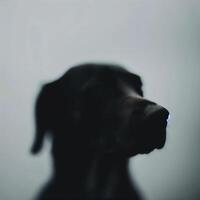 Minimalist portrait of a dogs face captured against. AI Generative photo