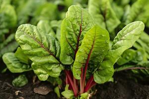 Chard growing in an urban garden. Garden beet and salad leaves close up. Generative AI photo