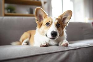 Beautiful, smart, calm purebred corgi dog lying on on sofa in living room. Generative AI photo