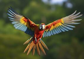 Flying macaw, beautiful bird. Generative AI photo