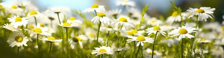 Chamomile flower for a banner. Generative AI photo