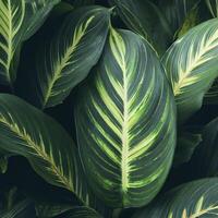 Green leaves pattern,leaf Dieffenbachia or Dumb Cane tree in garden,leaf exotic tropical. AI Generative photo