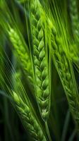 Green barley spike closeup, Green wheat, full grain, Close up of an ear of unripe wheat, AI Generative photo