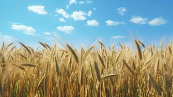 Beautiful Wheat filed shot and sunny day with blue sky AI Generative photo