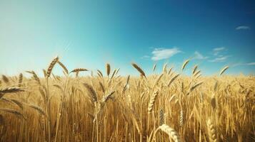 Beautiful Wheat filed shot and sunny day with blue sky AI Generative photo