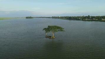 A drone shot from above a river, a tree in the water around it, the drone hovering over a tree standing in the middle of the river, a small river full of monsoon water video