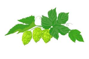 A compositions of leaves and fruits of hops. Fresh ingredient for the production of beer. Vector illustration for the design of a poster, menu of a craft brewery. Isolated on a white background