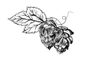 Leaves and fruits of hops. Fresh ingredient for the production of beer. Clipart for the design of a poster, menu of a craft brewery. Isolated on a white background vector