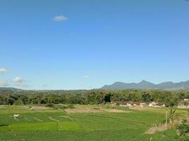 a view of a rice field and mountains viewed from a hill photo