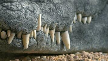 crocodilo mandíbulas com grande dentes video