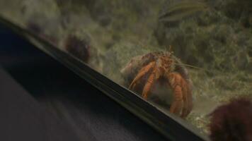 prise cellule photo de soldat Crabe dans aquarium video