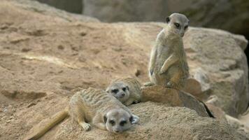 Tres suricatas con uno siendo en el alerta video