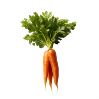 fresh carrot on white background png