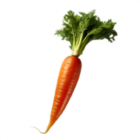 cenoura fresca no fundo branco png