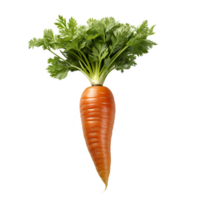 fresh carrot on white background png