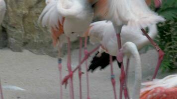 größer Flamingos im das Zoo video