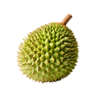 frische Durianfrucht png