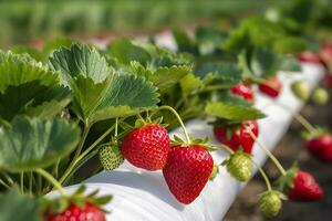 Bush of ripe organic strawberries in the garden. Berry closeup. Generative AI photo