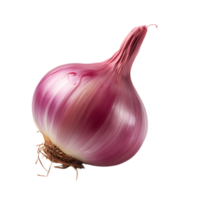 isolated fresh shallot png