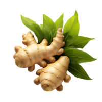 fresh ginger with leaf png