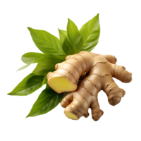 fresh ginger with leaf png