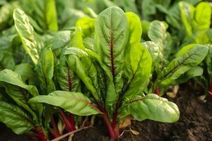 Chard growing in an urban garden. Garden beet and salad leaves close up. Generative AI photo