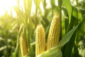 Closeup corn cobs in corn plantation field. Generative AI photo