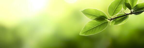 Close up of nature view green leaf on blurred greenery background. Generative AI photo